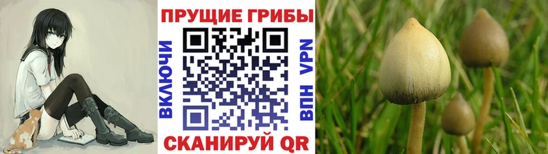 Псилоцибиновые грибы прущие грибы  omg зеркало  это телеграм  Арамиль 